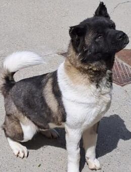 KYRA - SANFTE SEELE - Nörten-Hardenberg