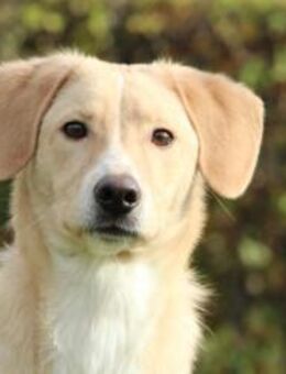 Jandro ein junger, lieber Rüde - Hagen (Stadt der FernUniversität)