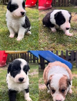 Border Collies aus liebevoller Familienzucht suchen ein neues zuhause - Lippetal