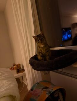 Kater zum Decken gesucht - Ranstadt