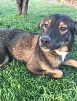 ❤️ 🐾 TOM, geb.24.04.2023, ca 40/45 cm. - Eichendorf