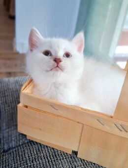 Zuckersüß BKH Kitten - Stollberg (Erzgebirge)