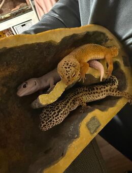 Leoparden Geckos - Berlin