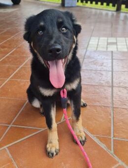 BERTA 💜 ist schon gut sozialisiert - Herxheim (Landau)