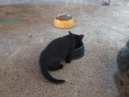 4 Kitten Hauskatzen abzugeben - 1 Kater und 3 Katzen - Finnentrop