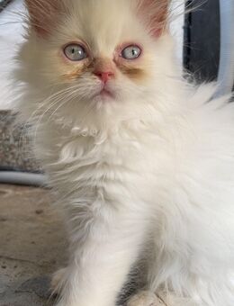 Wundervolle Perser-Ragdoll babykatzen - Oberding