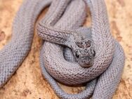 1,0 Cinder Striped het. Dilute Kornnatter 2020 - Hohnstorf (Elbe)