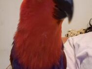 Edelpapageiendame, 1,5 Jahre, zahm - Kerpen (Kolpingstadt) Zentrum
