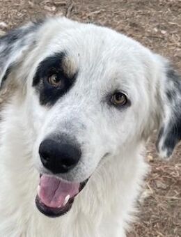 Popcorn, geb. ca. 09/2023, lebt in GR - Euskirchen