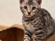 Bengal kitten abgabebereit - Schwäbisch Gmünd