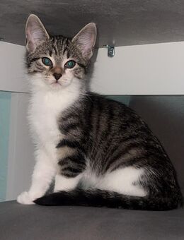 Daisy und Nala suchen ein neues Zuhause - Herne Holsterhauen