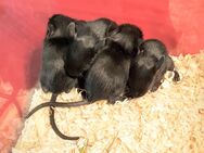Degus Jungtiere - Münster