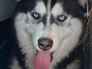 Wunderschöne Siberian Husky mit blauen Augen - Lauterbach (Hessen)