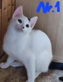 Katzenkinder in 04654