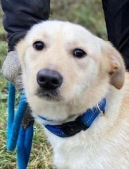 Hundeschatz DARO - Gefrees