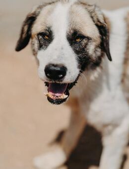 Sanfter Riese Felix - Stuttgart