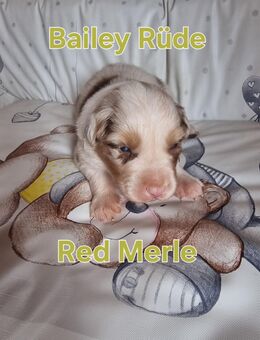 Kleine süsse Babys - Kaulsdorf