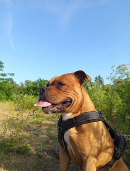 Boxer Mischling 2 1/2 Jahre rüde - Vechelde