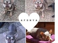 AFONYA PP Sanftes Mädchen sucht Liebe - Neustadt (Rübenberge)