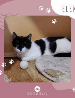 Katze Eleni ist bereit für Deine Welt - Lalendorf