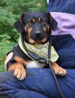 Rango wartet ab Januar in Hamburg! - Rosengarten (Niedersachsen)