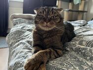 Zwei Herzen, ein Zuhause gesucht - Berlin