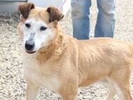 Linda VA-Kuschelmaus sucht Zuhause - Neustadt (Rübenberge)