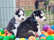 Siberian-Husky Welpen - Losheim (See)