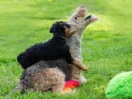 Airedale Terrier - Behren-Lübchin