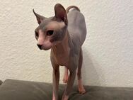 Canadische Sphny Kater - Berlin