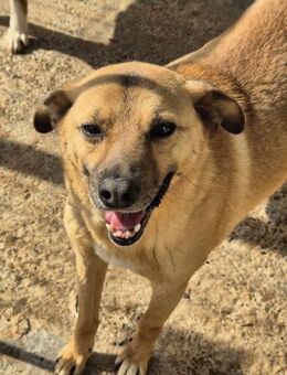 Freundlicher KAITO sucht liebes Zuhause - Neuberg