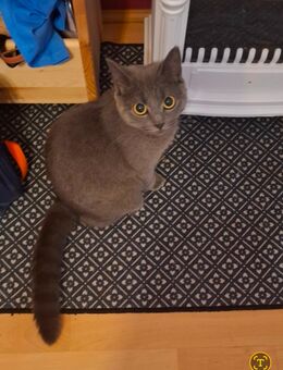 BKH katze 1 jahr alt nicht kastriert - Wuppertal