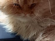 Perserkater günstig zu verkaufen - Lichtenstein