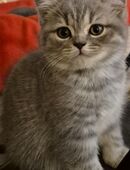 Zuckersüße kleine BKH-Prinzessin sucht ihr Traumzuhause in 73760