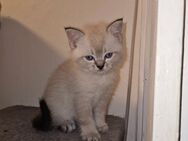 Bkh Kater suchen neues Zuhause - Berlin Spandau