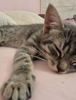 Babykatze sucht liebevolles Zuhause - Wiesbaden Kastel