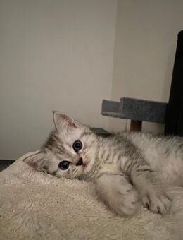 5 Britisch-Kurzhaar-Mix Kitten 3 süße Jungs suchen noch ein Zuhause! - Hamburg Wandsbek