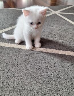 Katze - Teutschenthal
