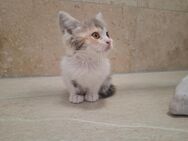 BKH Kitten Mischling Langhaar - Stolberg (Rheinland, Kupferstadt)