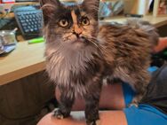 🐾 Maine Coon Kitten suchen ein liebevolles Zuhause - Solingen (Klingenstadt)