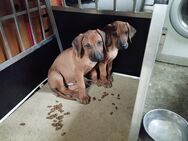 Rhodesian Ridgeback Welpen - Mühlhausen (Thüringen)