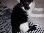 Liebevoller Kater abzugeben - Bergkamen