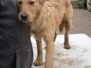 Csabi - hübscher Bub sucht sein Glück - Mommenheim