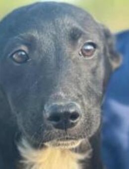 Dutch ist unser kleiner Herzensbub 🐾 - Elsdorf (Nordrhein-Westfalen)