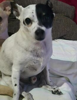 💙 Benni 10-jähriger Chihuahua - Kassel