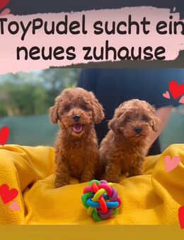 Zwergpudel-Welpen zu verkaufen - Krauchenwies