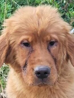 FELIX🩵Chow-Chow-Mix in 53940 Hellenthal - Hamburg