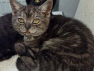 BKH Kitten, Weibchen. Lieb und sehr zahm! - Wuppertal