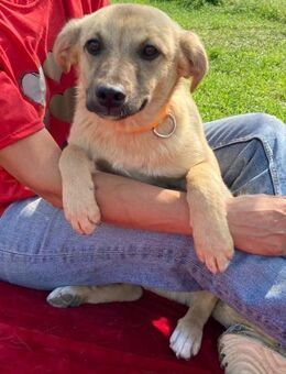 🧡Entdecker-Welpe Filip🐾 - Eislingen (Fils)