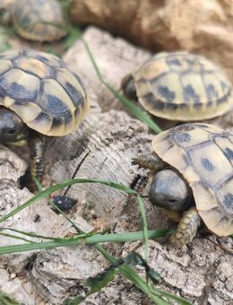 NEU !! Momo und Speedy zwei Baby Schildkröten von 2025 mit Cites - Weiden (Oberpfalz) Zentrum